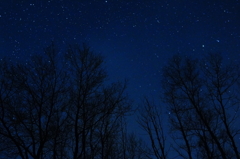 星の果実