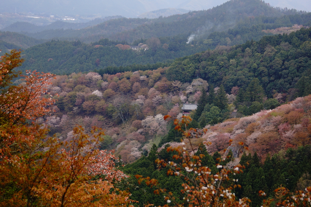 吉野山　上千本から