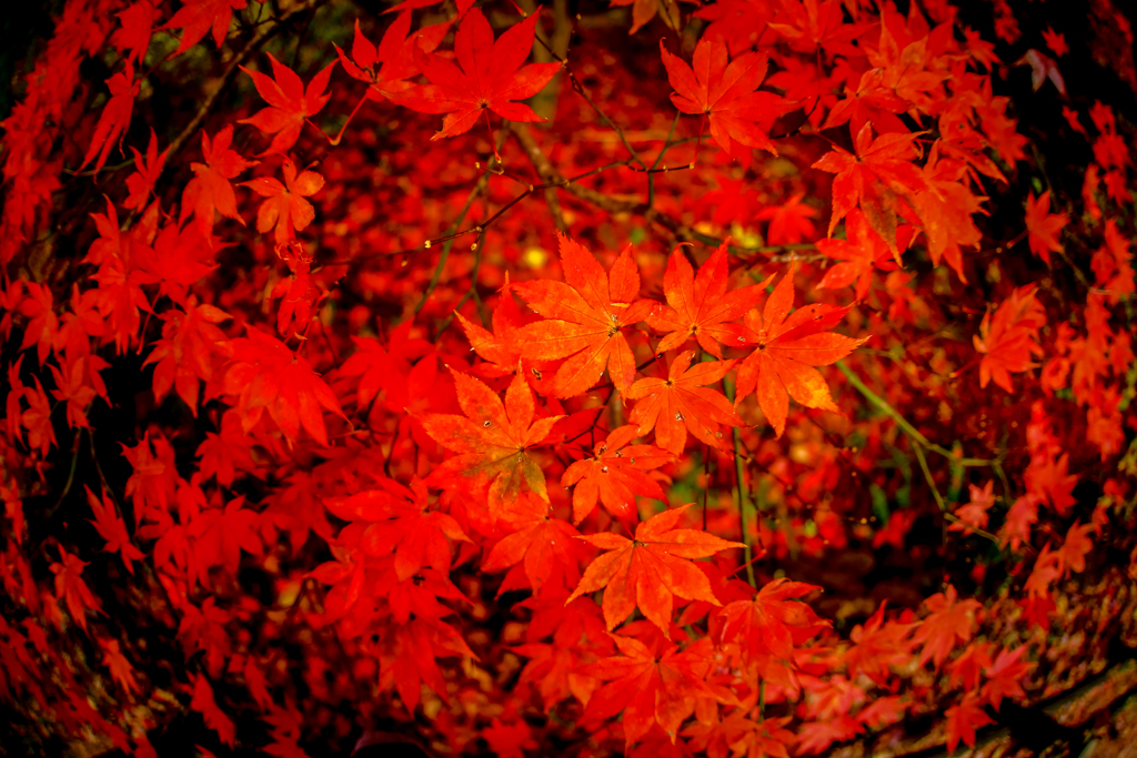 紅葉山