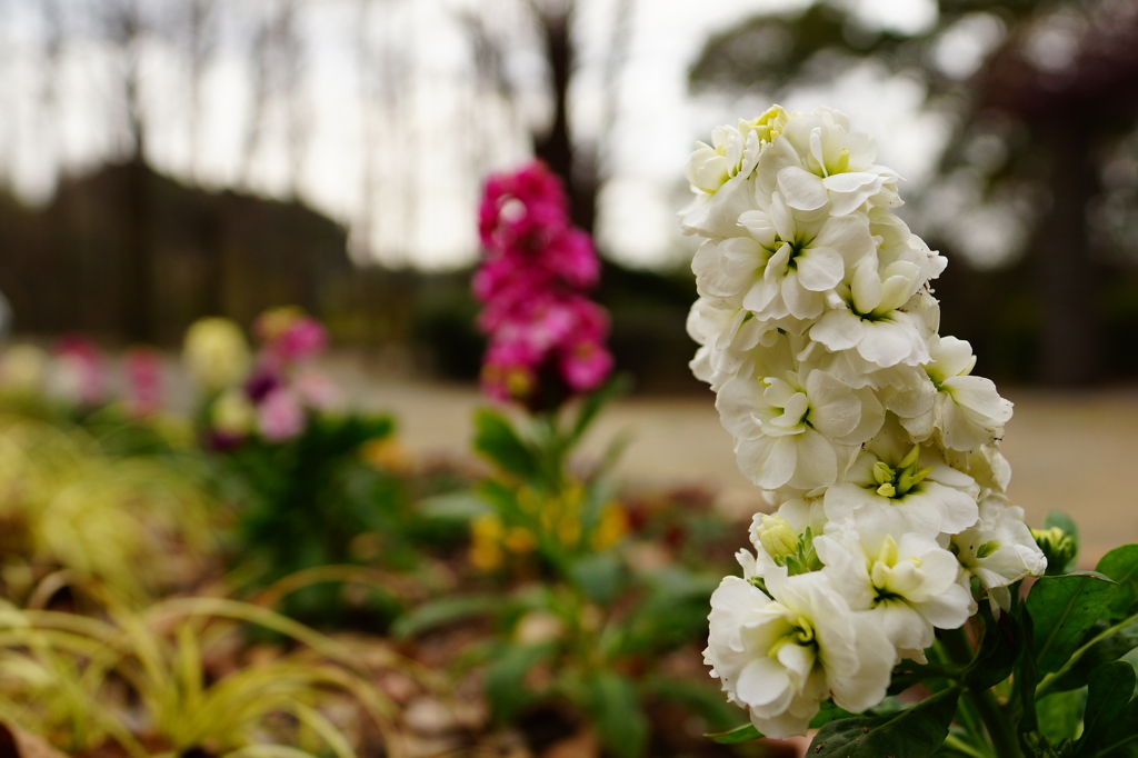 この花何の花？