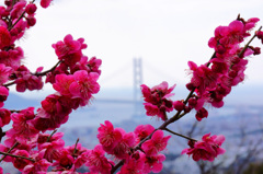 梅と明石海峡大橋