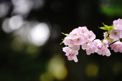 桜キラキラ