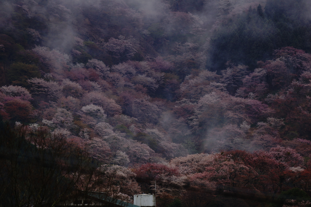 吉野山 下千本のオーラ