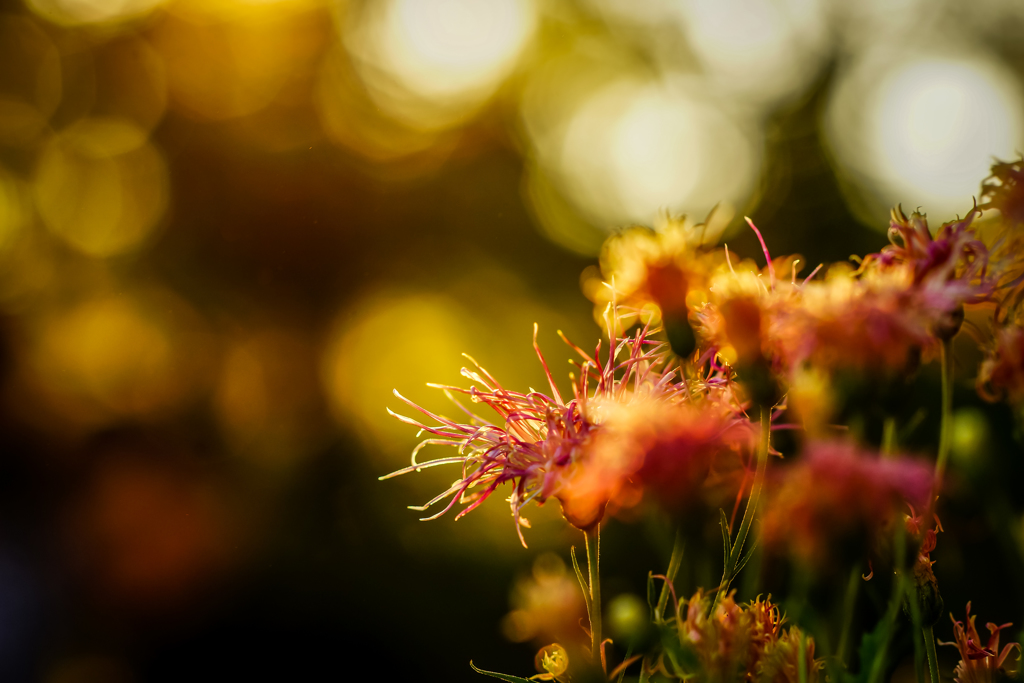 夕焼け菊