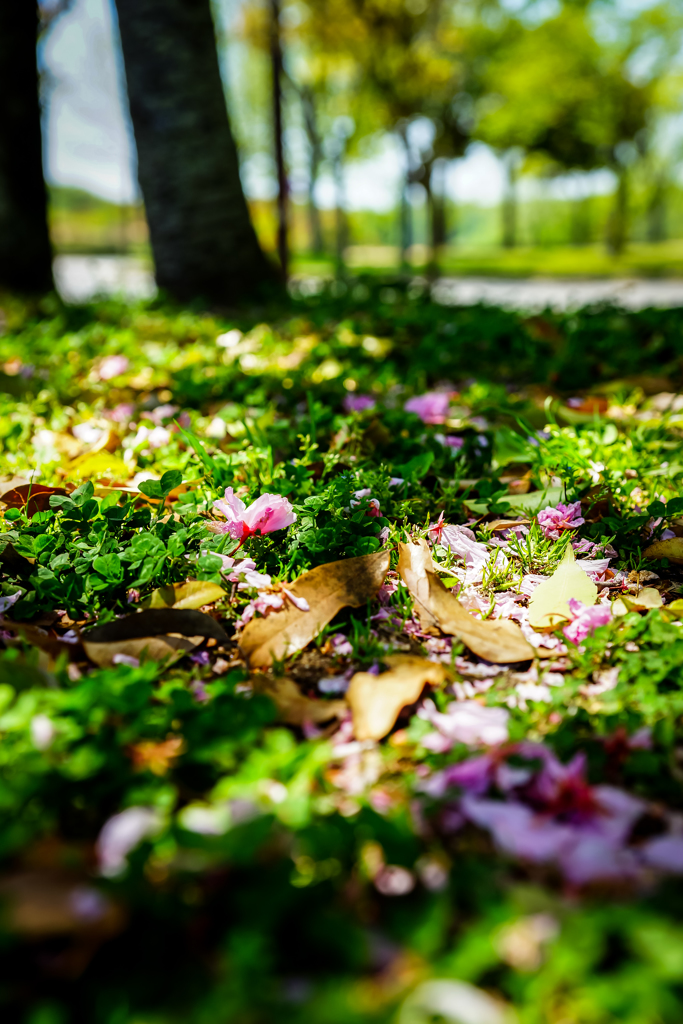 しあわせの八重桜