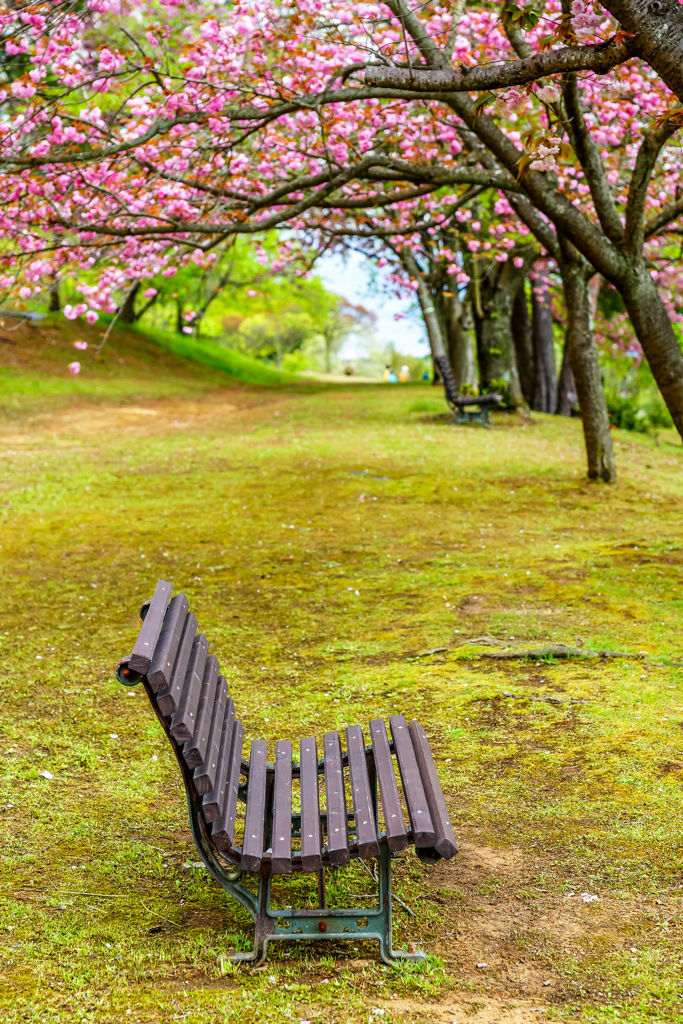 桜の終わり