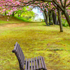 桜の終わり