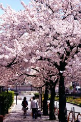 桜の日陰