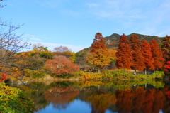 奥須磨公園の紅葉