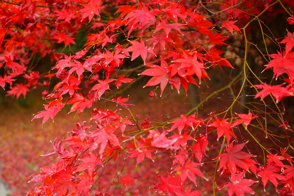 紅葉の終わり