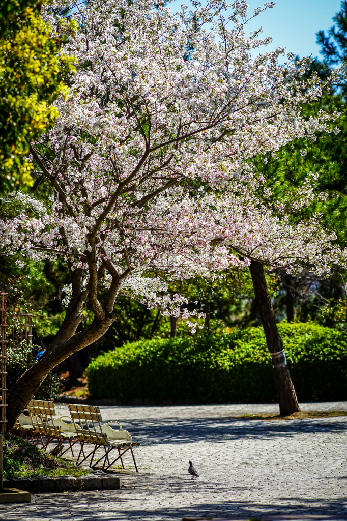 桜とベンチに鳩