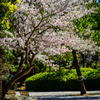桜とベンチに鳩