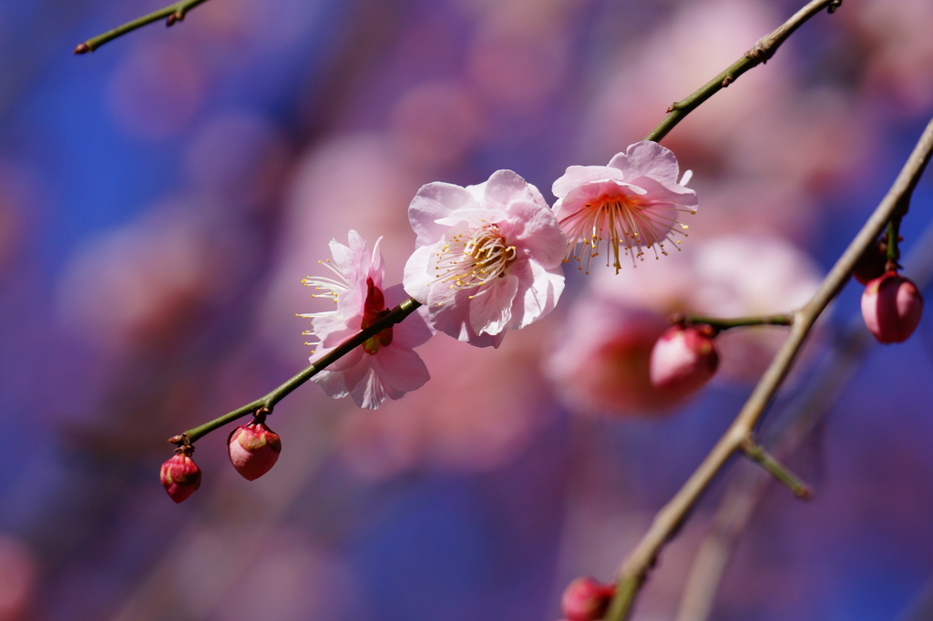春を感じる