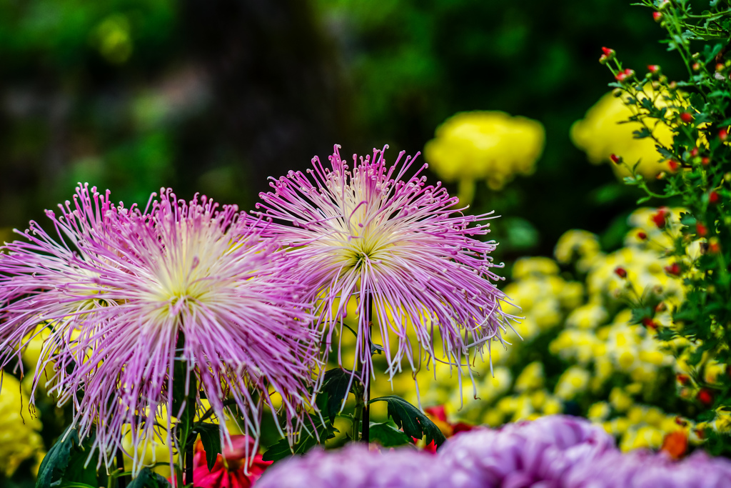 相楽園の花火