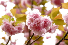 ハート型の八重桜