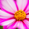 花粉が散らかっている