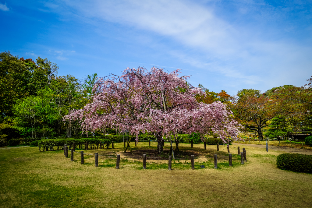 しあわせの枝垂れ桜