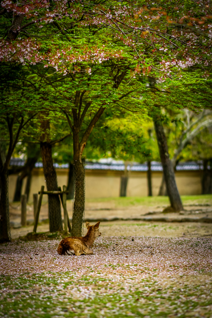 桜絨毯の上で