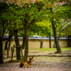 桜絨毯の上で