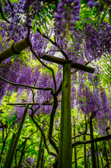 紫の柱達