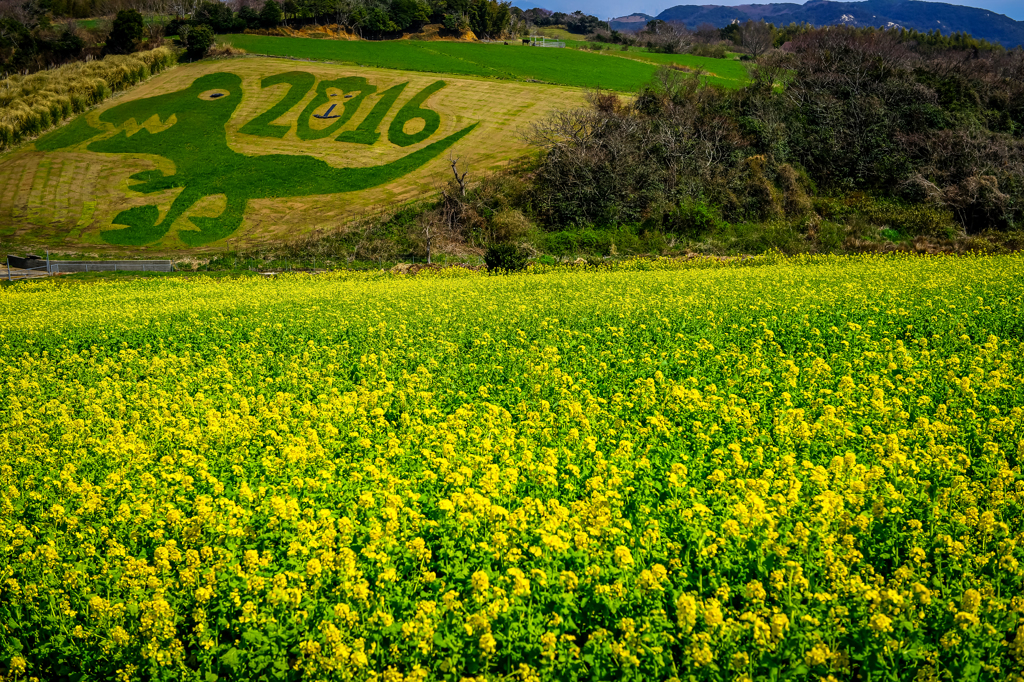あわじ花さじき 菜の花畑2016