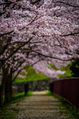 桜道