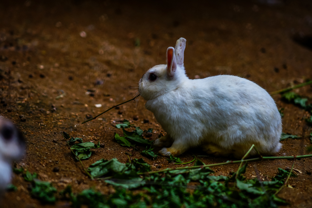 やさぐれウサギ