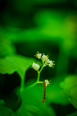 シャクトリ虫の冒険