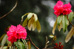 シャクナゲの花