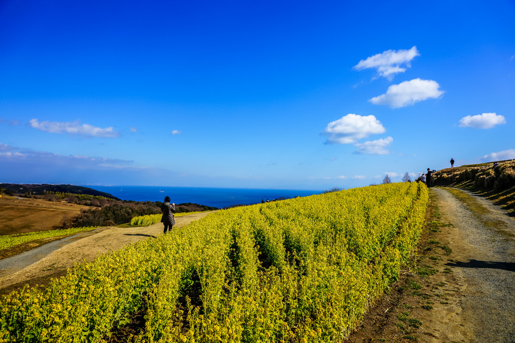 寒空の菜の花