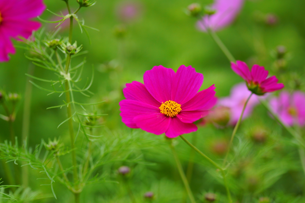 コスモスの花粉