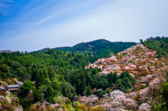 吉野山 中千本から上千本を