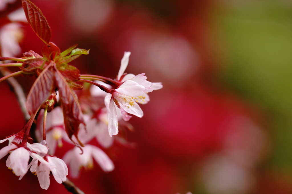 雨上がりの葉桜