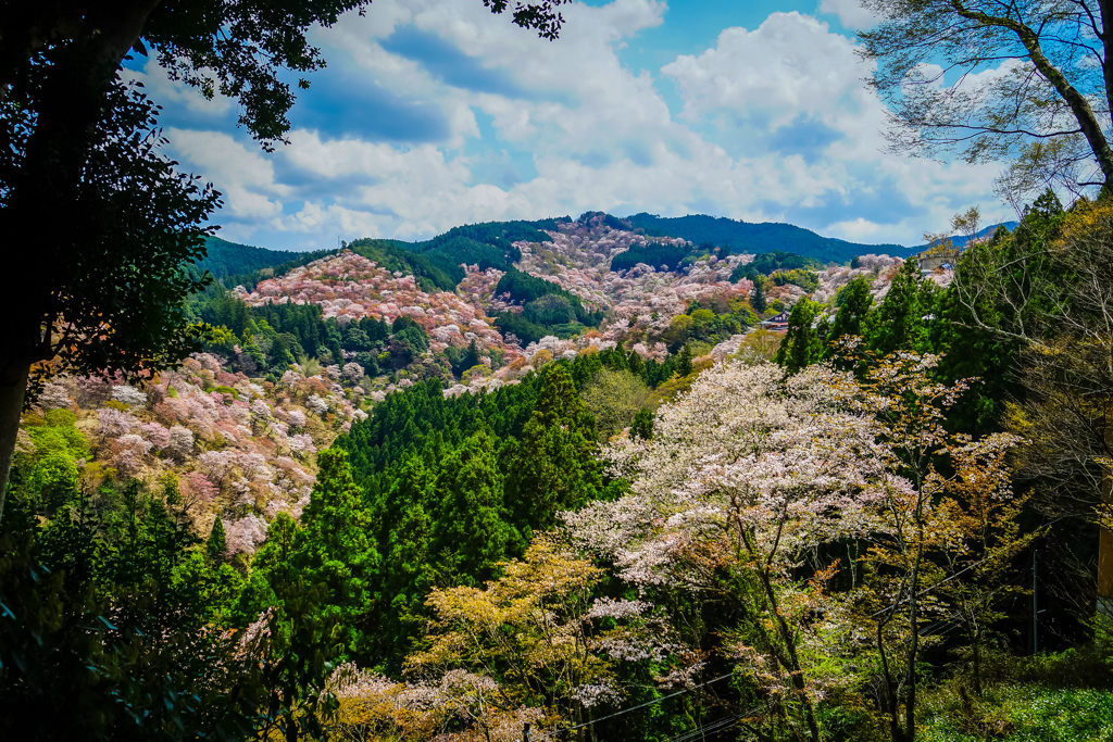 桜の真骨頂