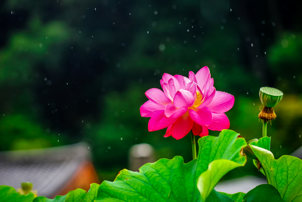 雨ニモマケズスプラッシュ