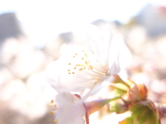 桜花