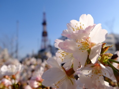 春の便り