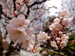 桜いっぱい