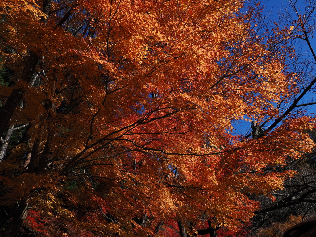三つ峠紅葉