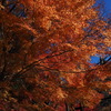 三つ峠紅葉