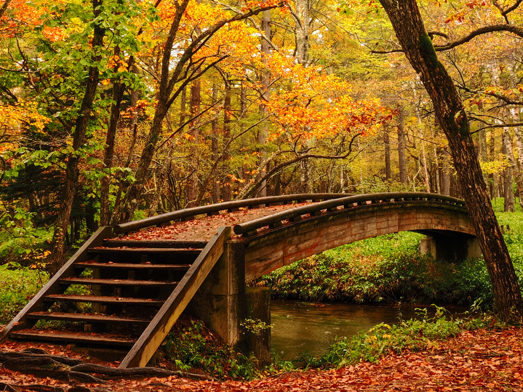 秋の架け橋