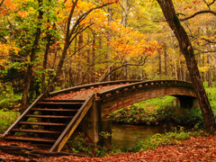 秋の架け橋