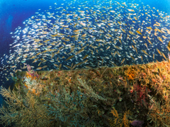 熱海　沈没船ダイビング③