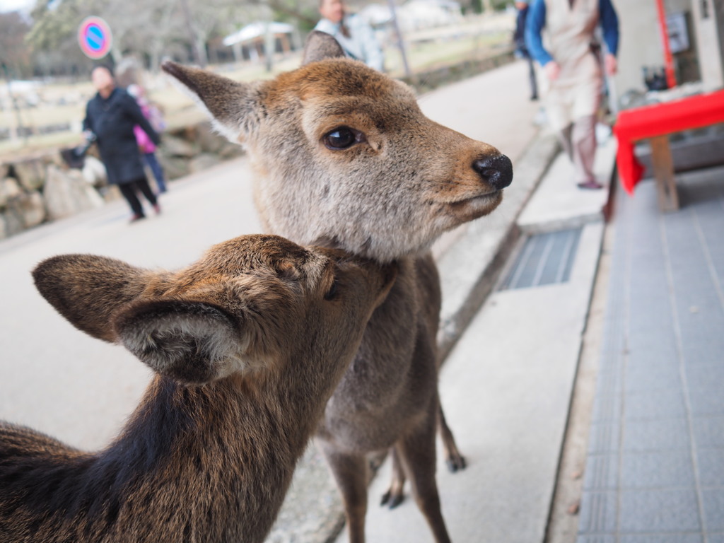 じゃれあい