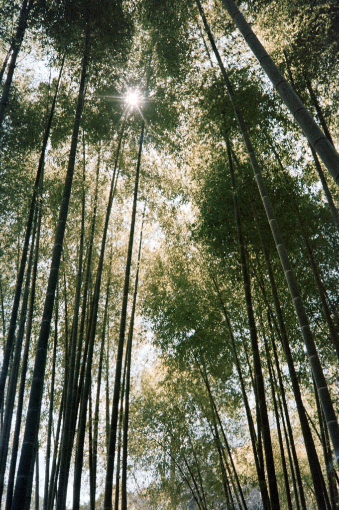 鎌倉散策②(フィルム)