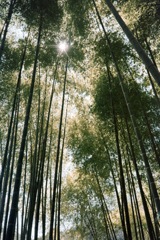 鎌倉散策②(フィルム)