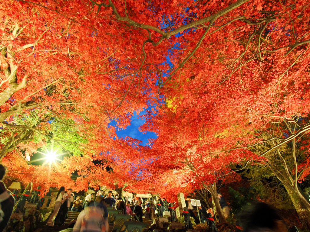 大山紅葉ライトアップ