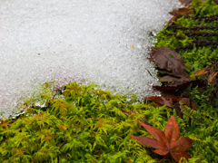 苔と雪と落葉