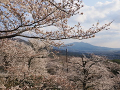 桜川市観光⑤