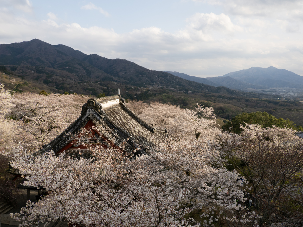 桜川市観光③